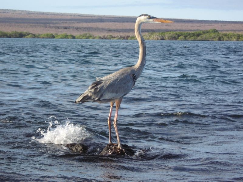 bird rock